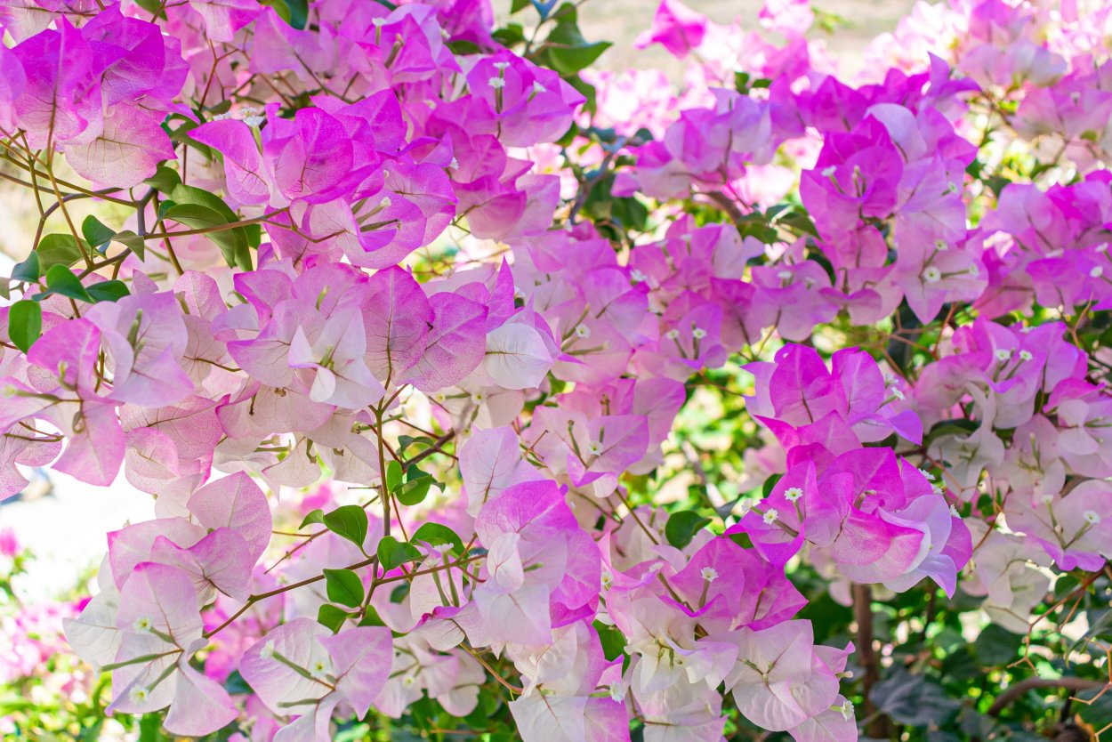 Цветущая Лиана бугенвиллия