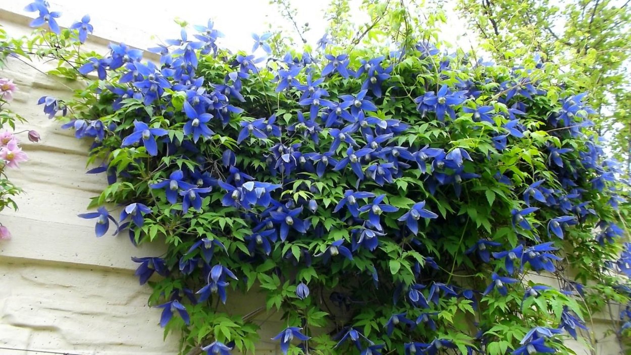 Клематис Альпийский княжик