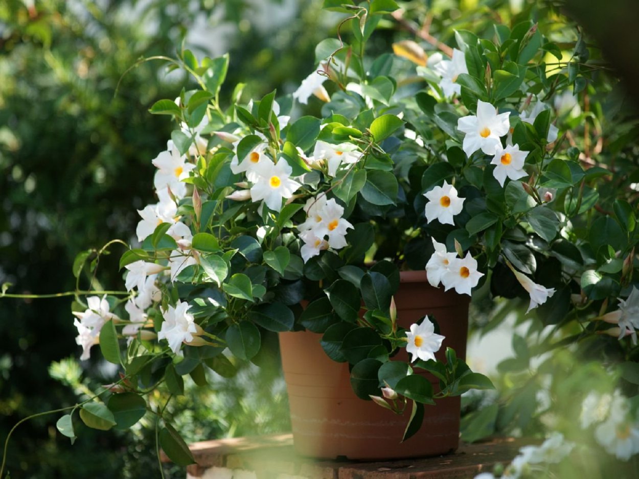 Дипладения Сандера