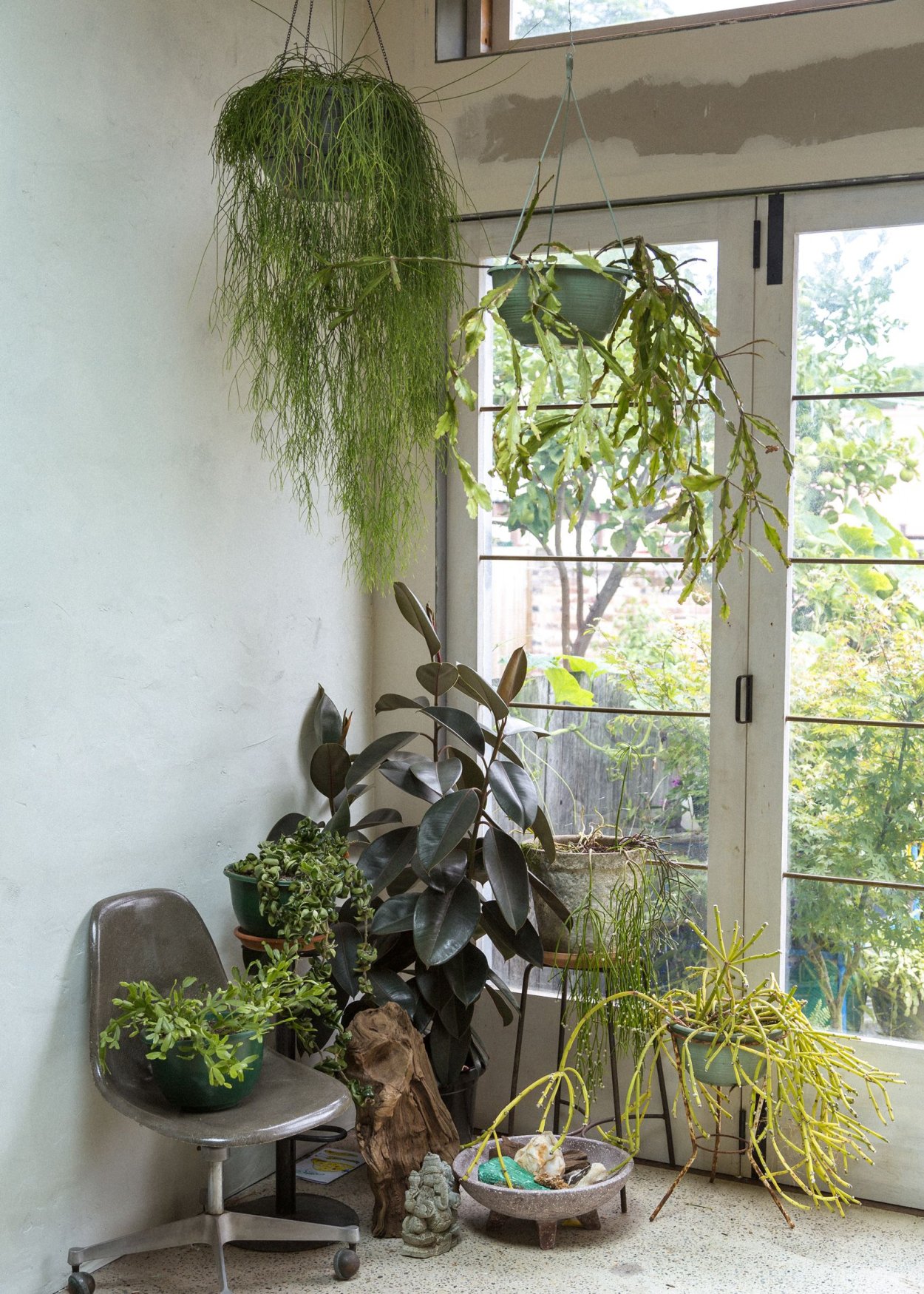 Палочник ампельный