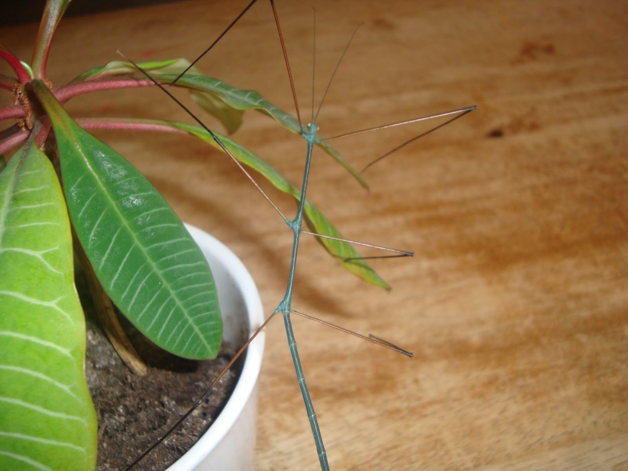 Палочник Ramulus nematodes