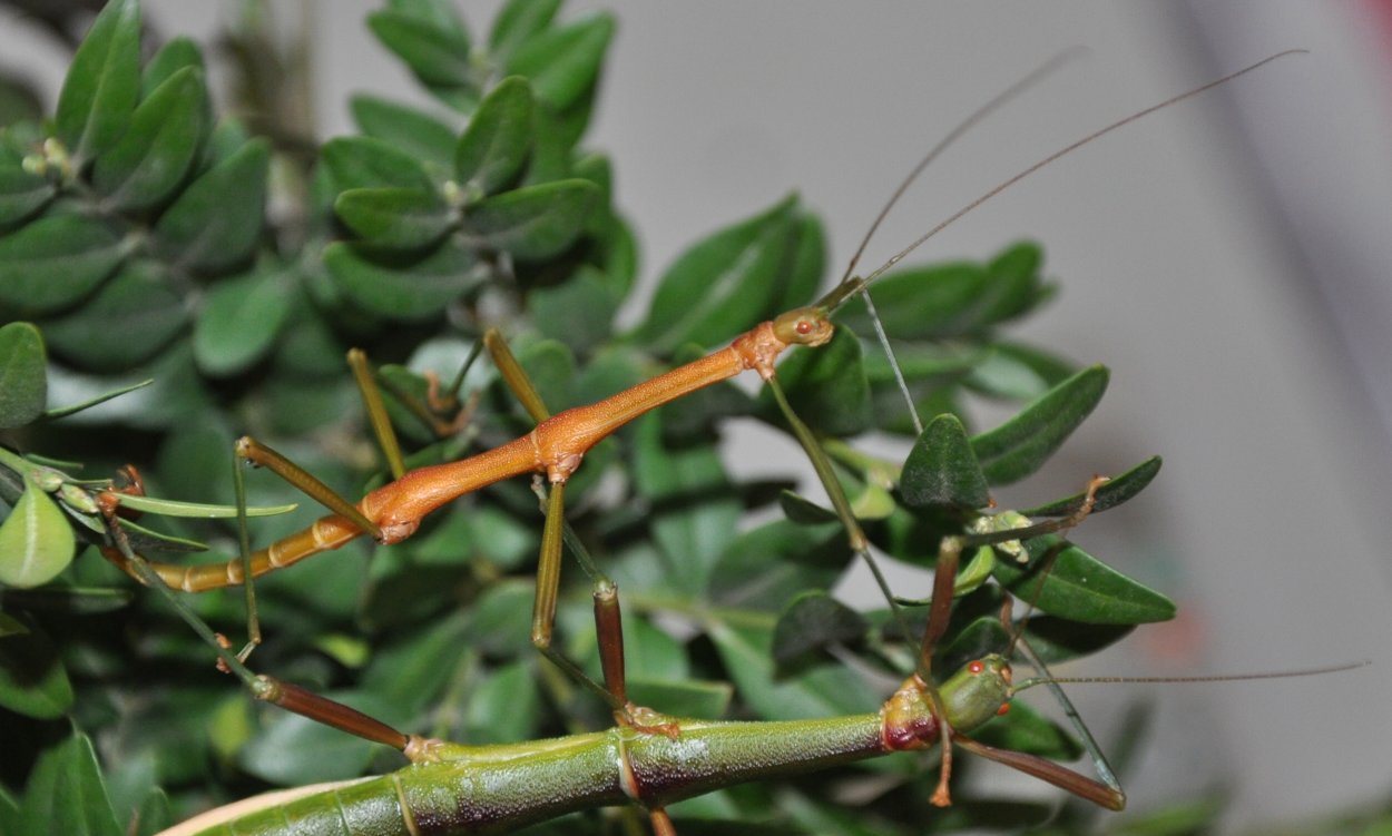 Periphetes forcipatus