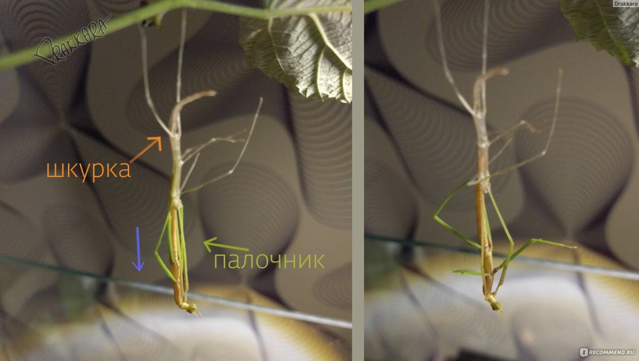 Палочник Phamacia kirbyi