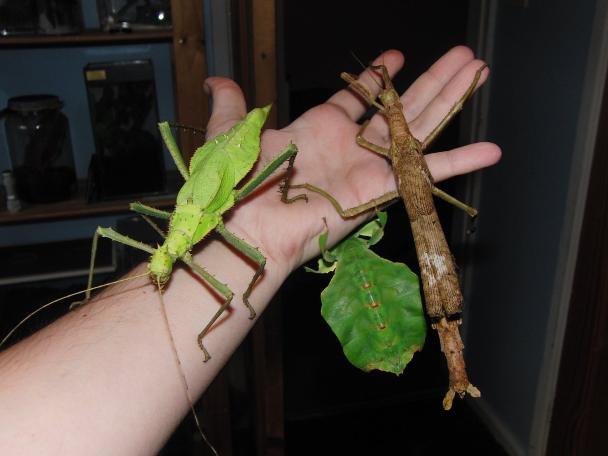 Палочник с Калимантана