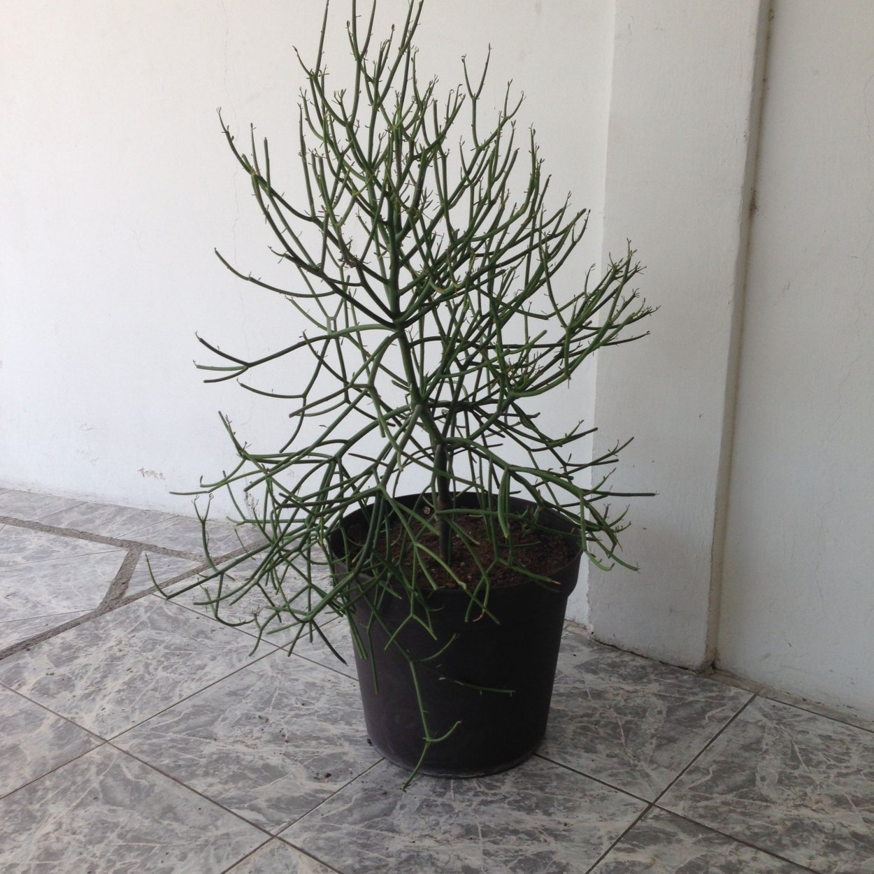 Эуфорбия тирукалли