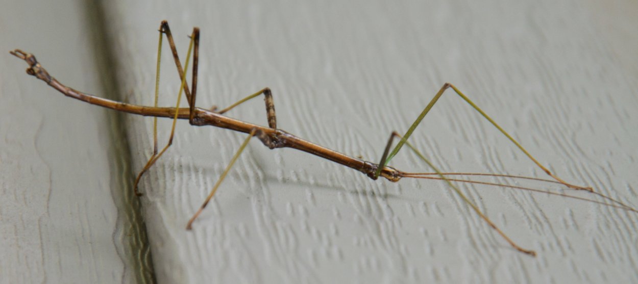 Богомол палочник