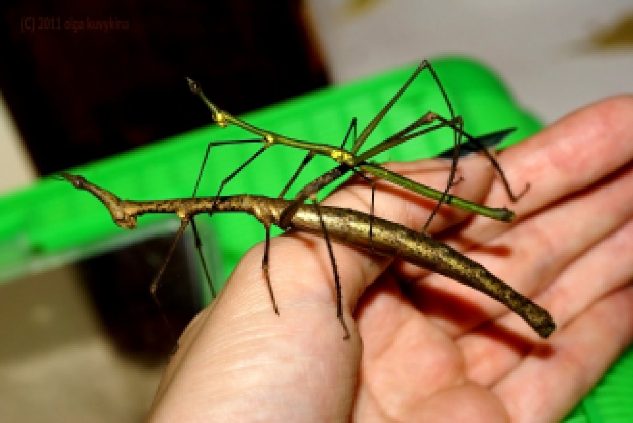 Реликтовый Уссурийский палочник