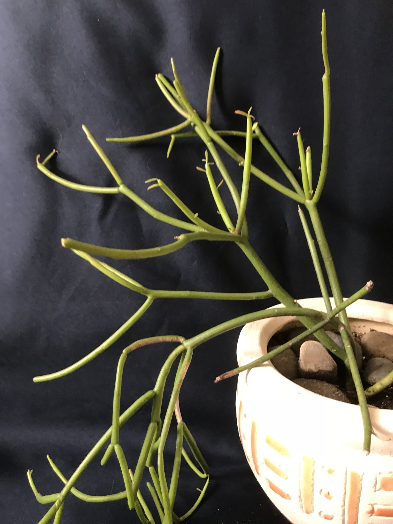 Молочай тирукалли (Euphorbia tirucalli)