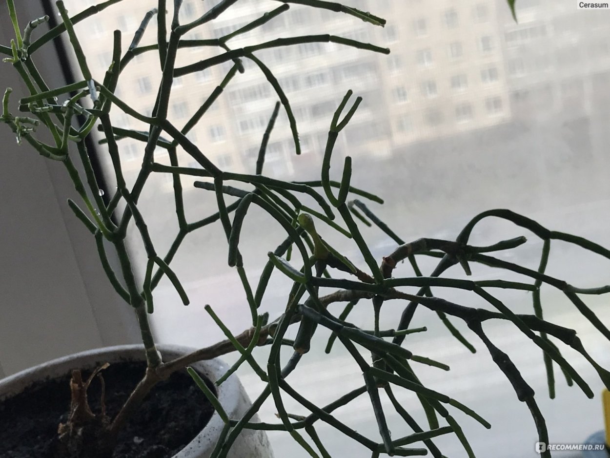 Хатиора палочник