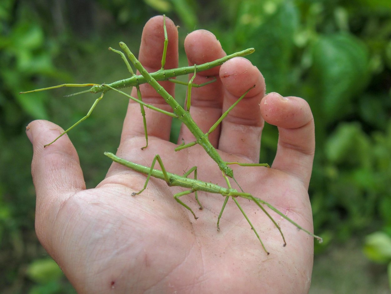 Танцующий палочник