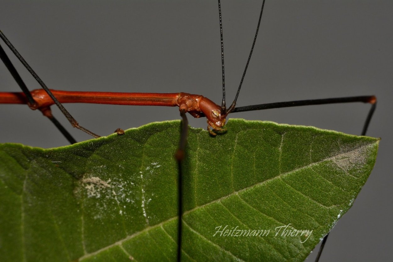 Палочник lonchodiodes