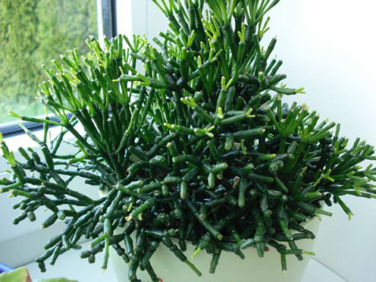 Рипсалис хатиора