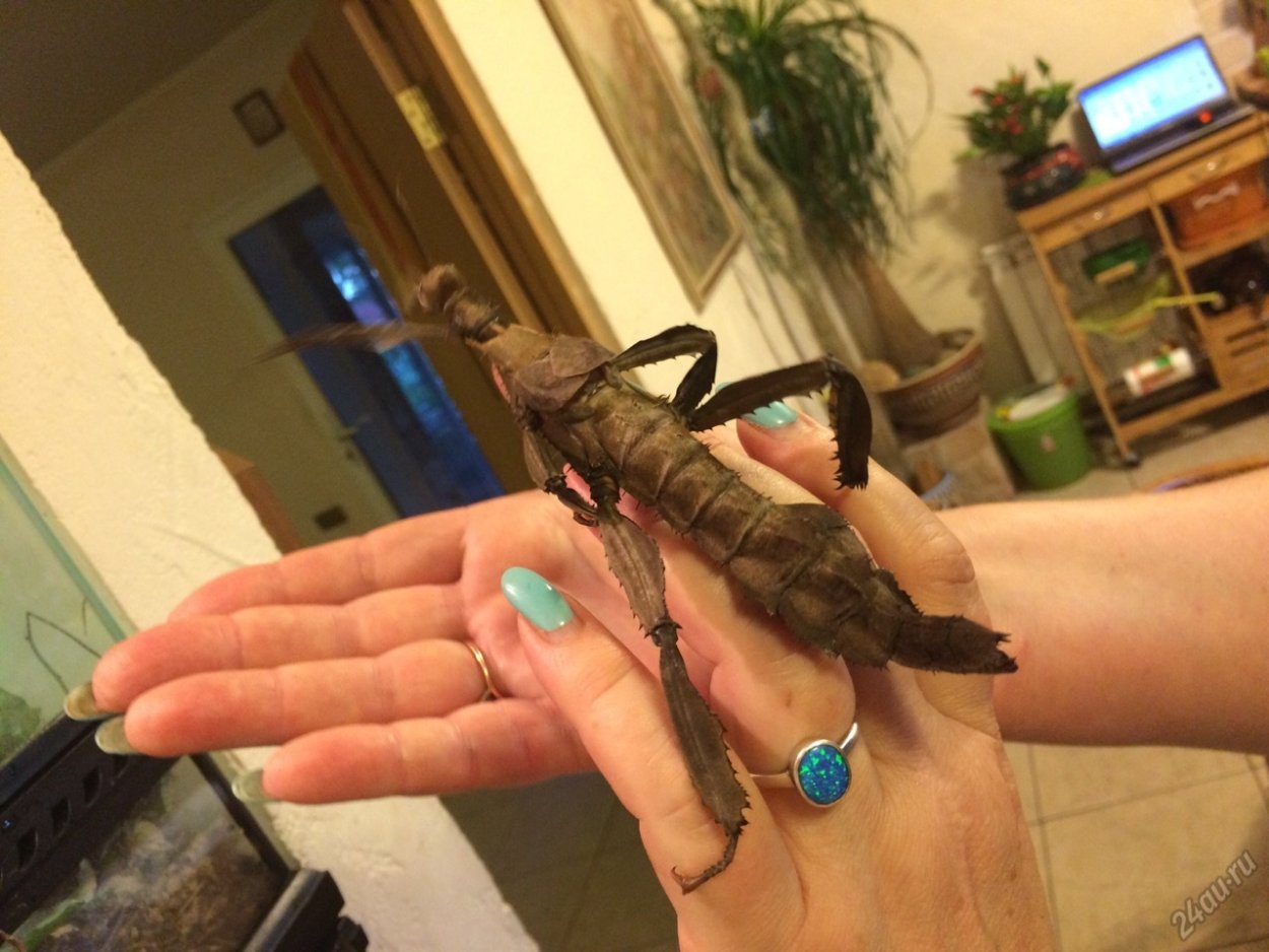 Австралийский палочник Маклея