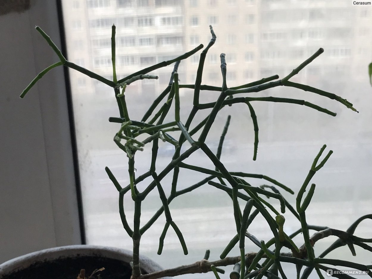 Растение хатиора палочник