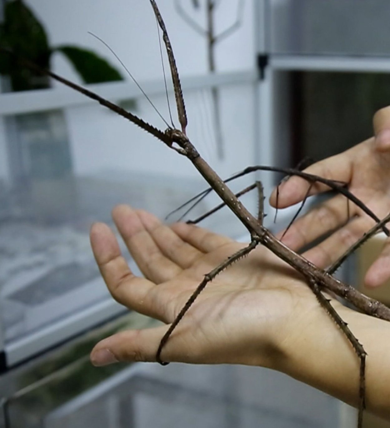 Палочник Phobaeticus Chani