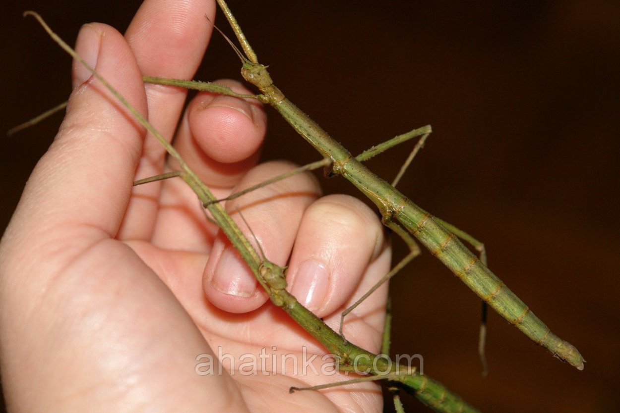 Нимфа аннамского палочника