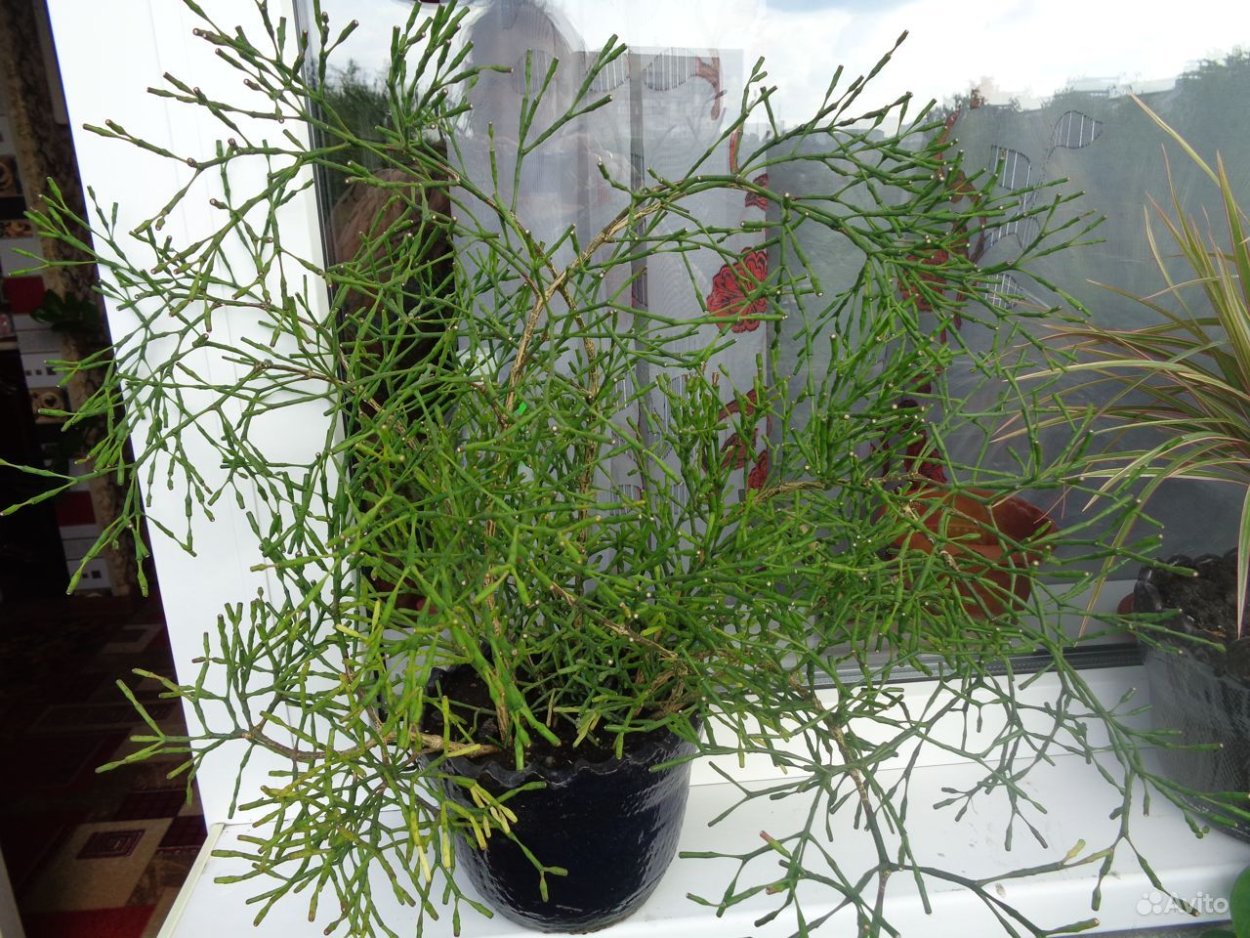 Цветок хатиора молочай