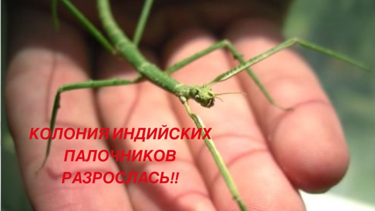 Baculum extradentatum - аннамский палочник