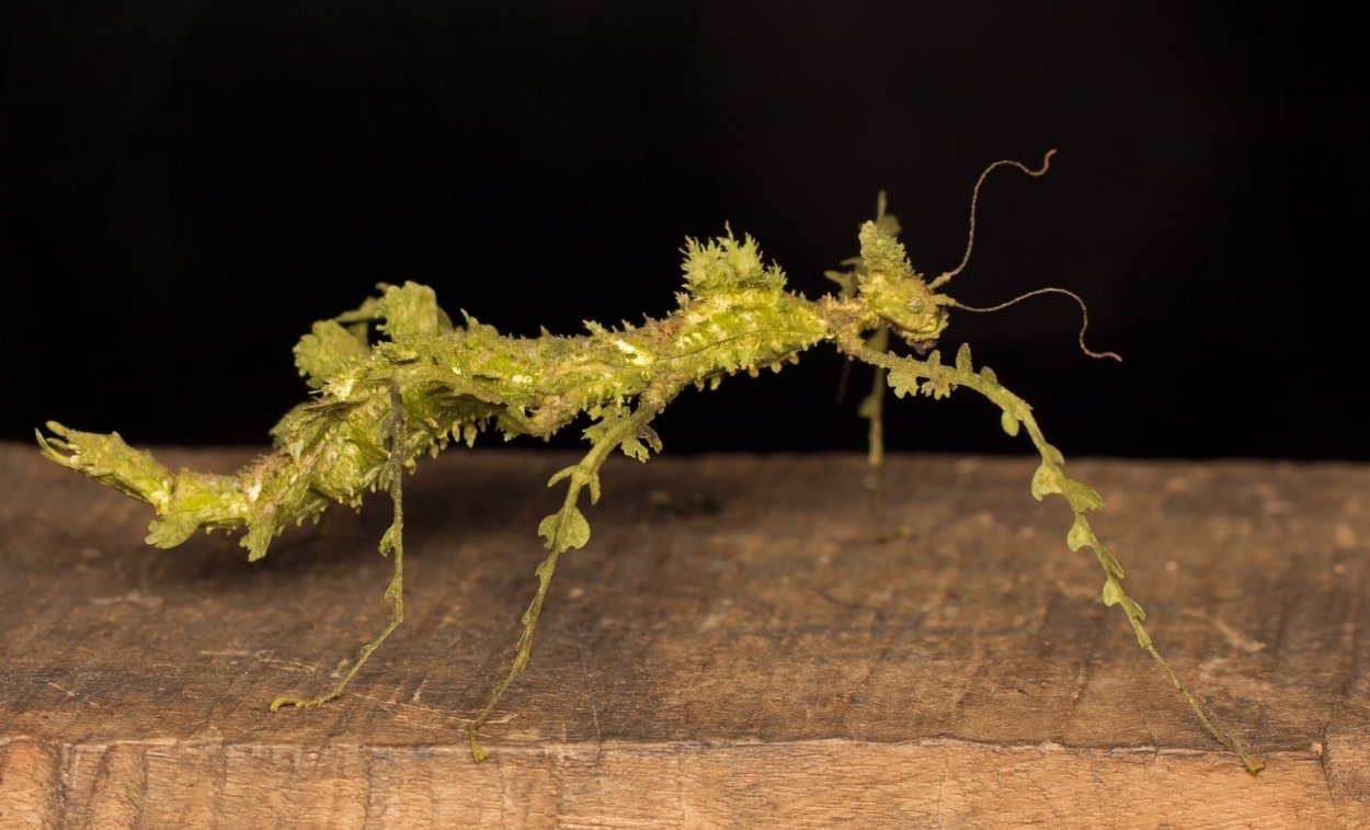 Палочник Уссурийский