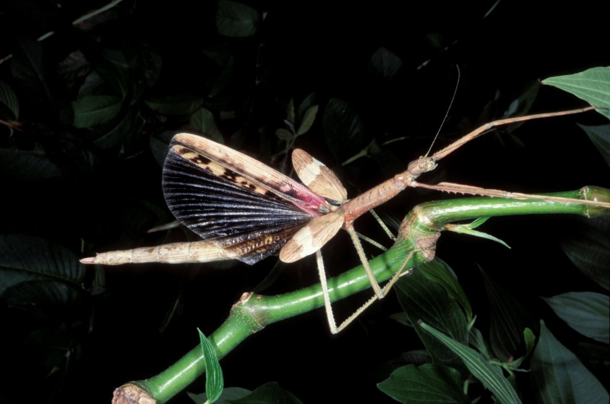 Мадагаскарский розовокрылый палочник