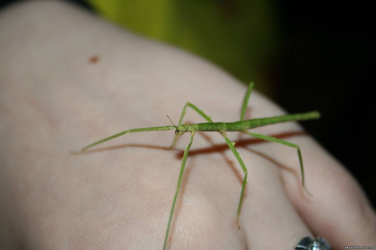 Палочник Озерный