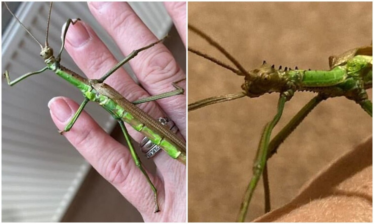 Палочник Хоббит