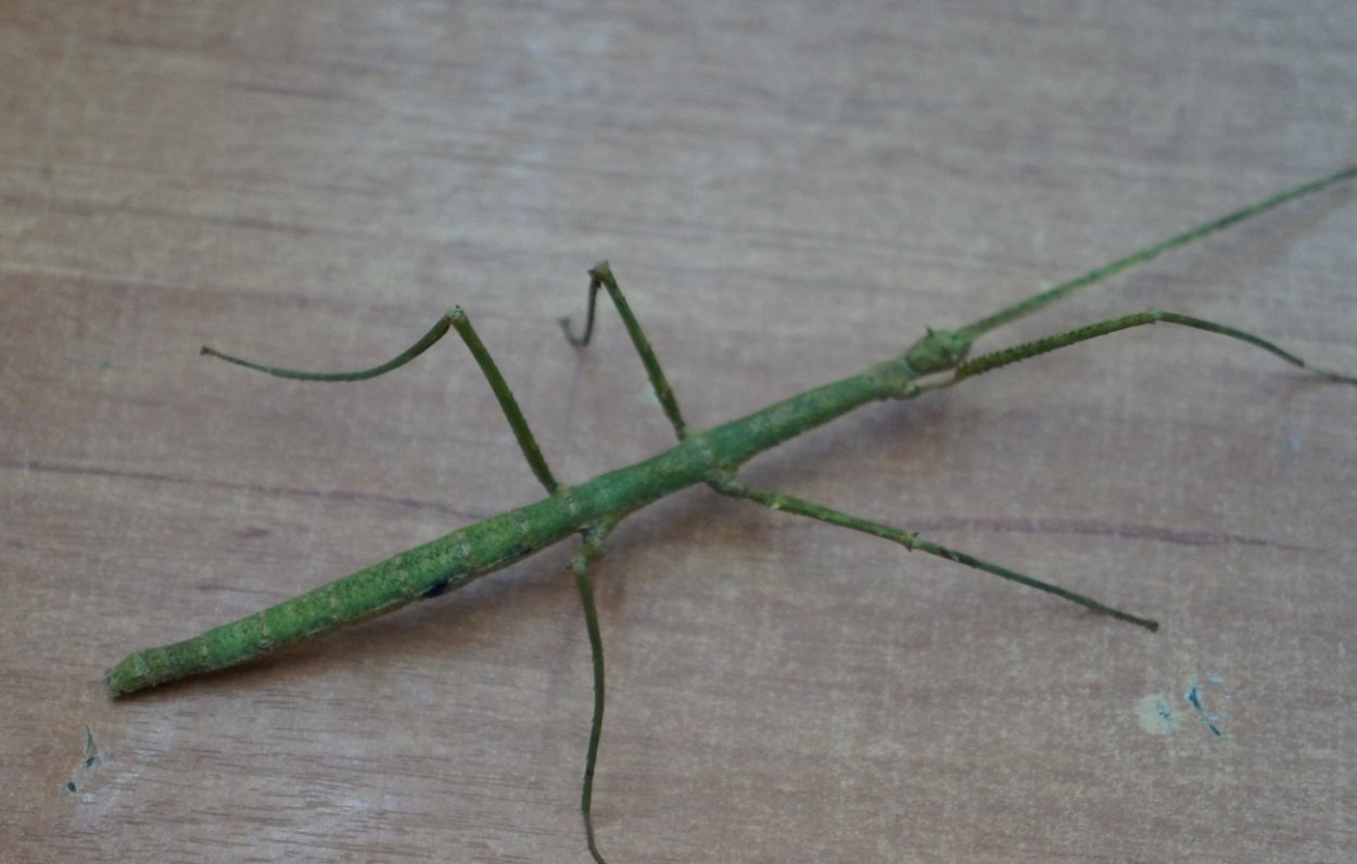 Палочник папоротник