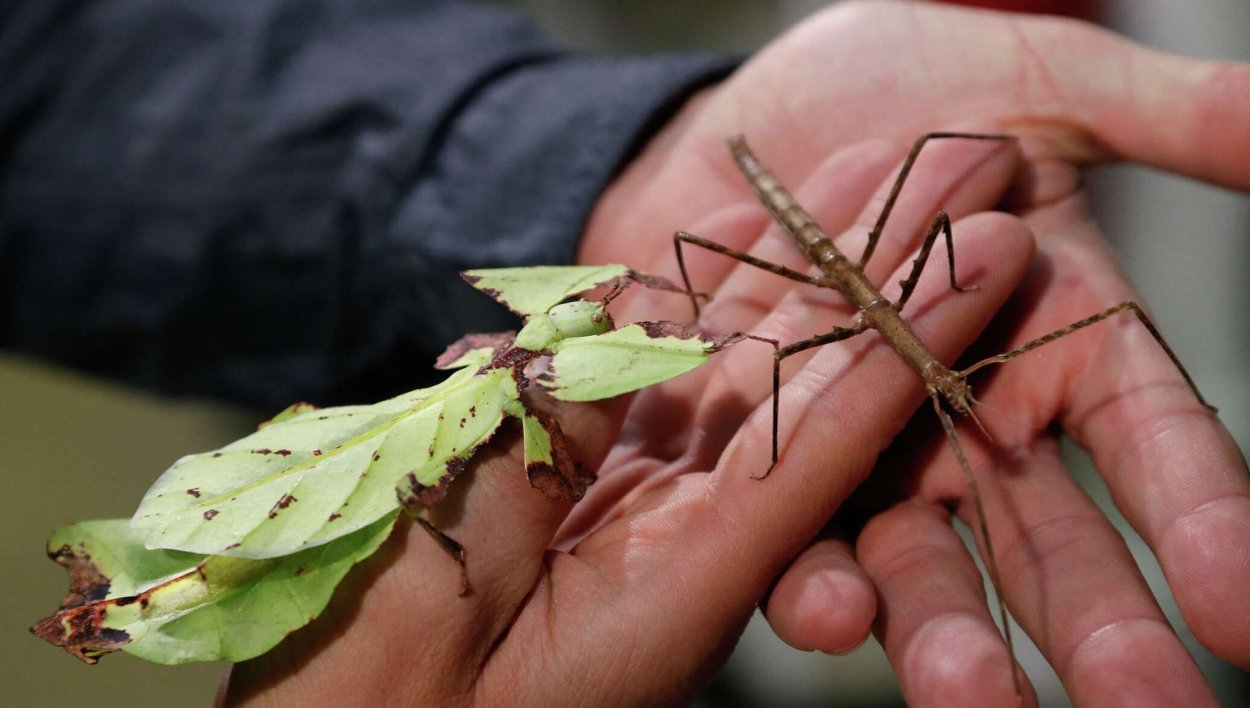 Новые насекомые которых нашли в 2022