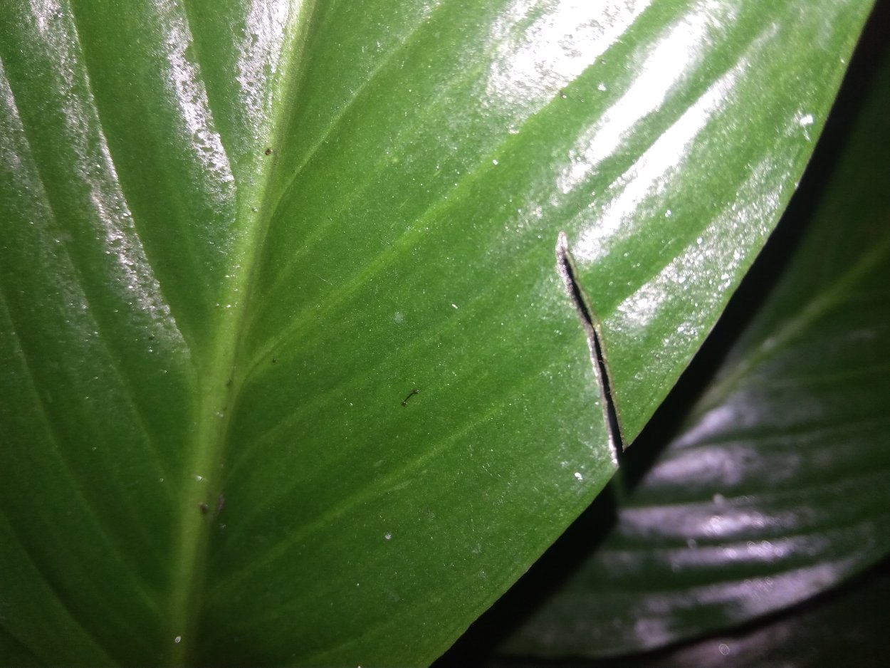 Мучнистый червец на спатифиллум