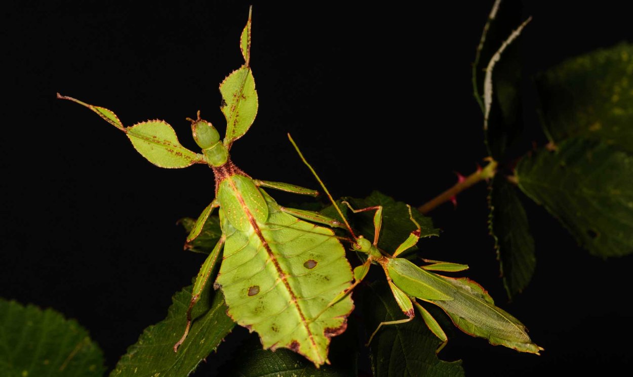 Филиппинская листовидка