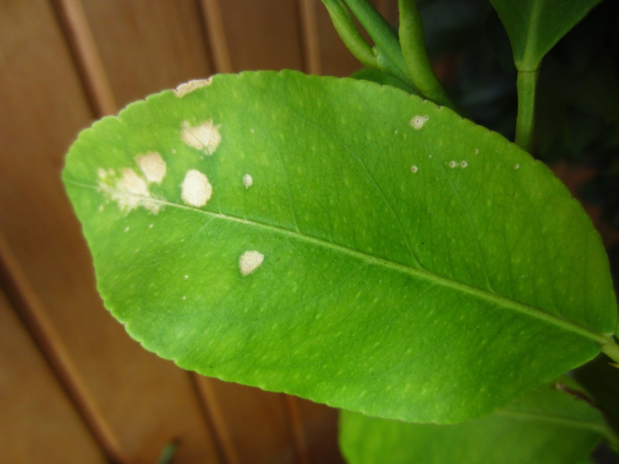 Белые точки на листьях комнатных растений