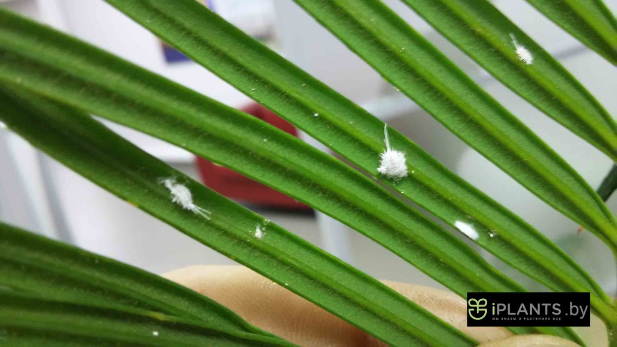 Мучнистый червец (Pseudococcidae)