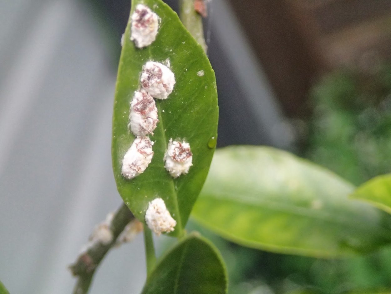 Мучнистый червец на цитрусовых