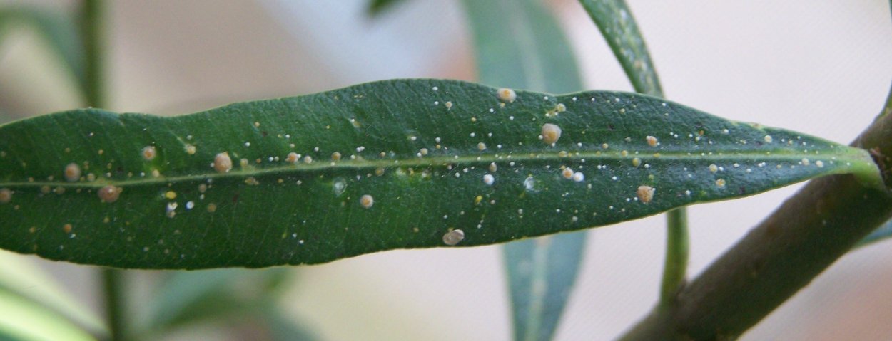 Паутинный клещ на олеандре