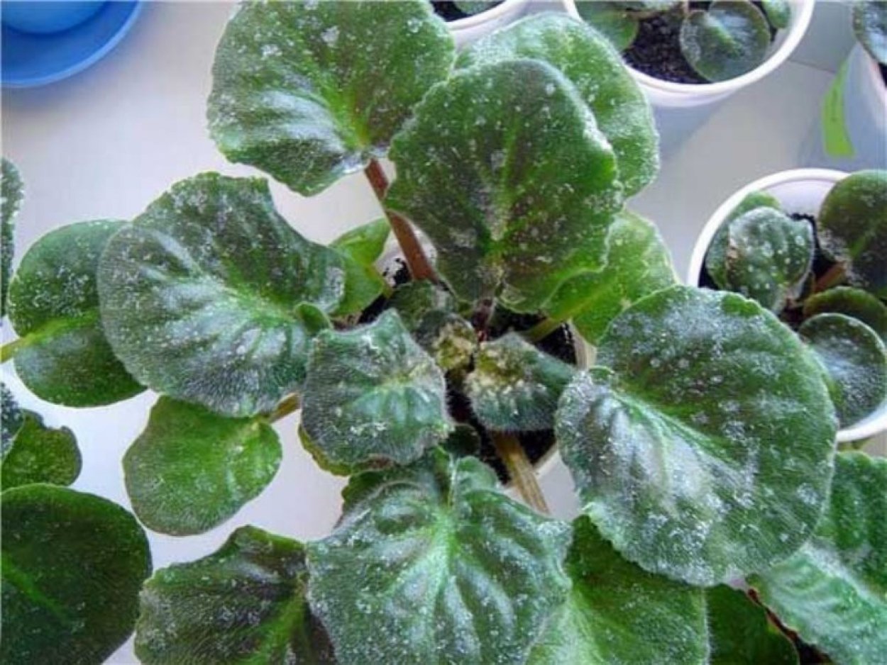 Мучнистая роса сенполия