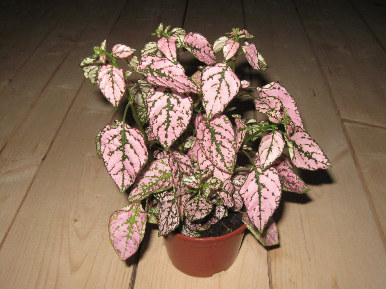 Гипоэстес листоколосниковый