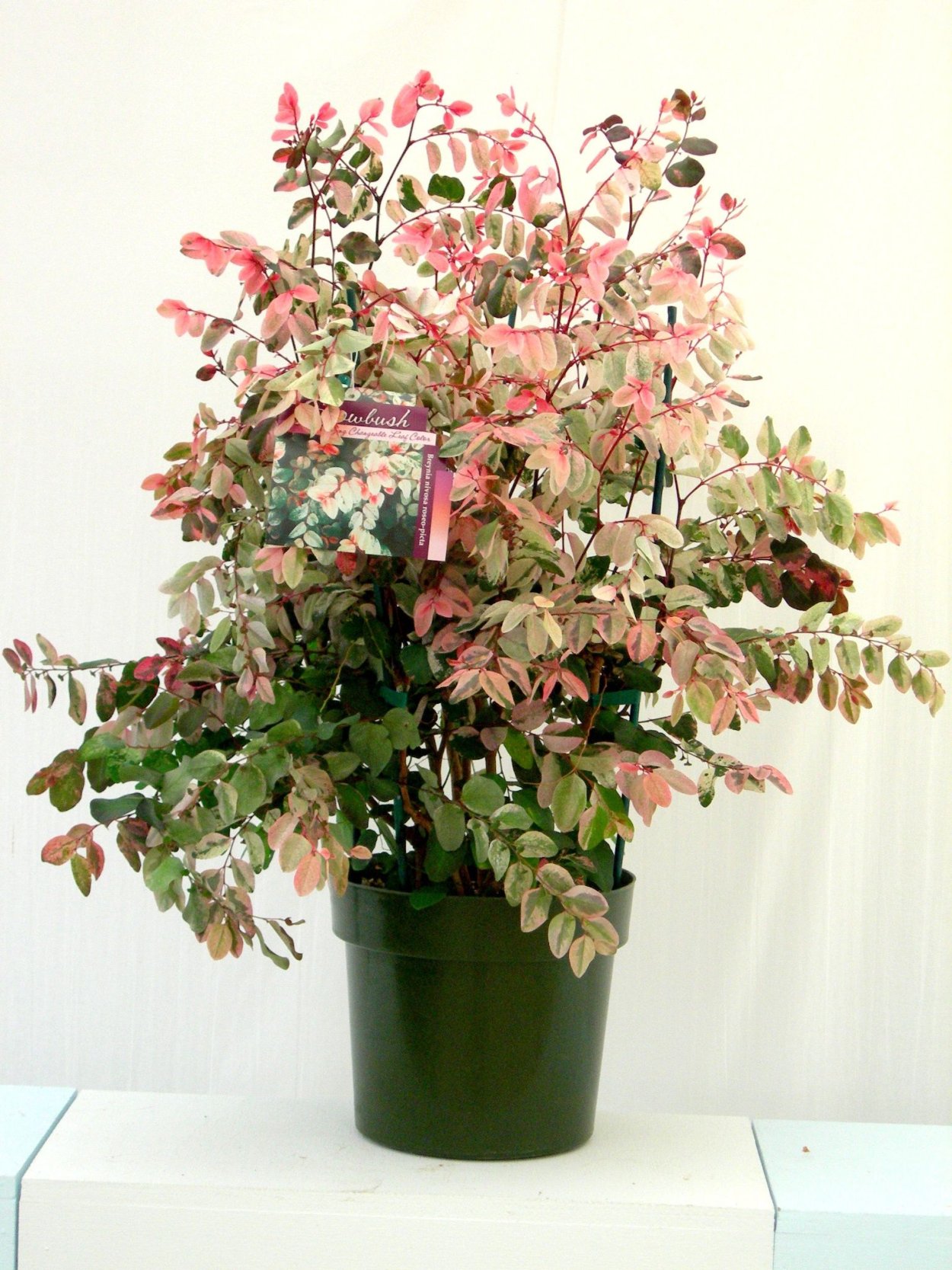 Брейния Снежная