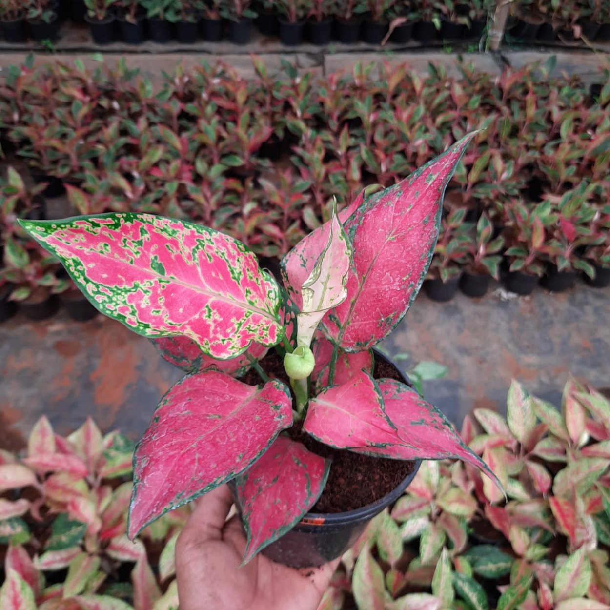 Аглаонема пинкат