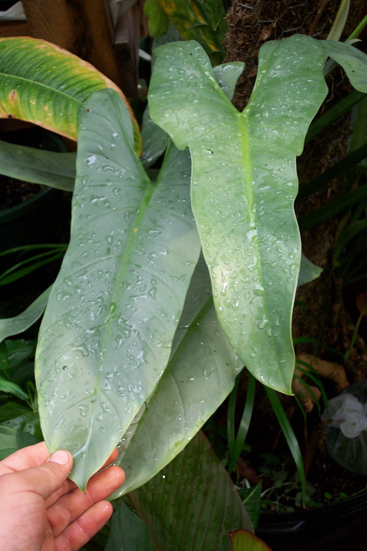 Филодендрон Леопольдина