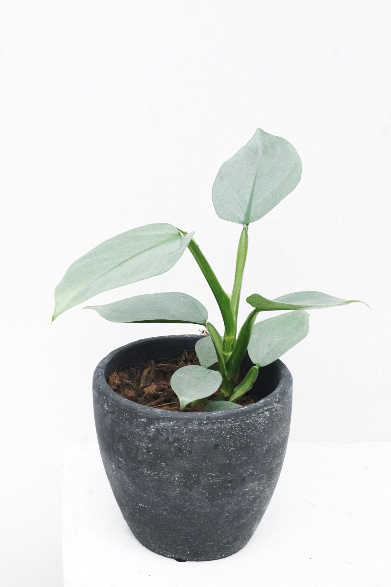 Филодендрон хастатум Сильвер Квин