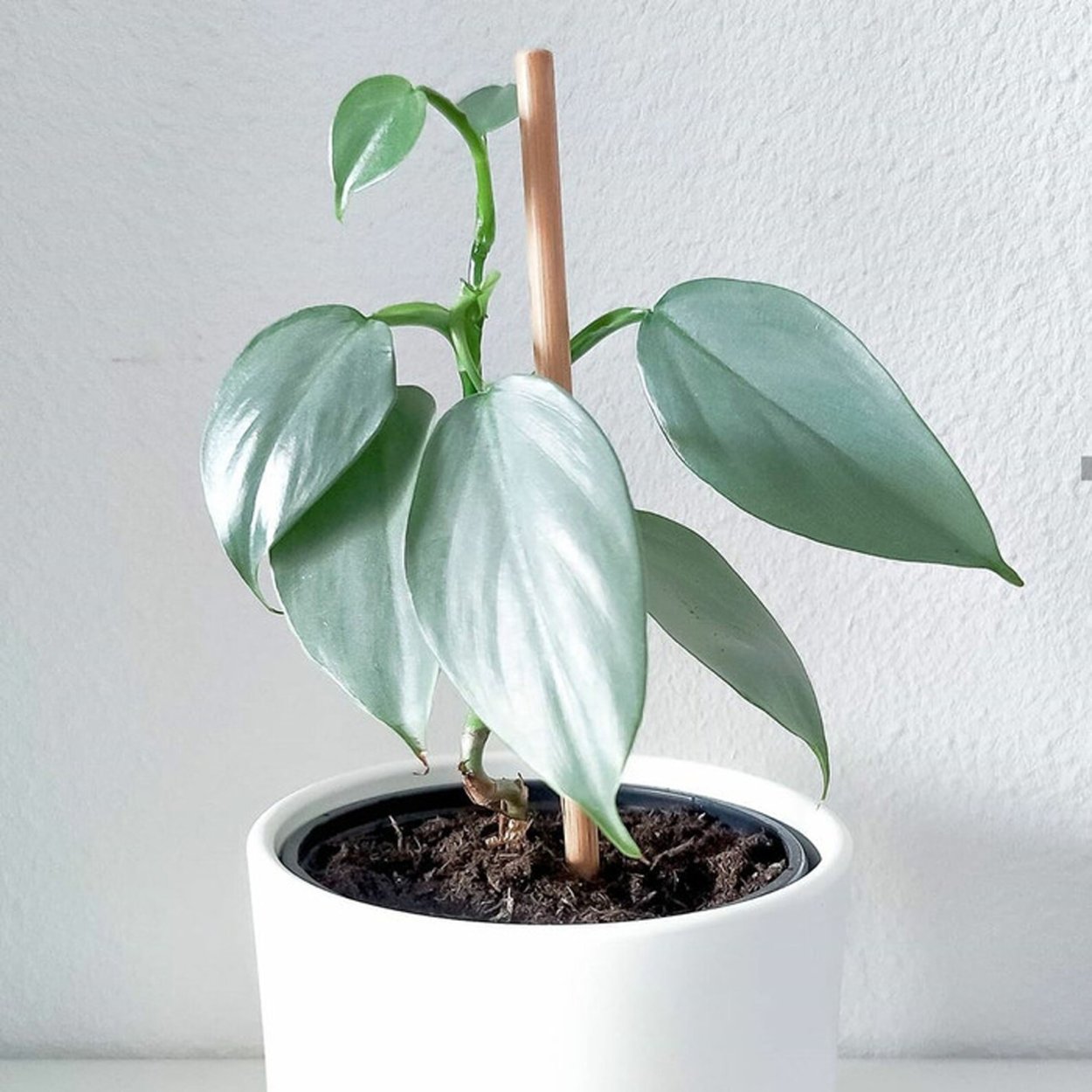 Филодендрон хастатум Сильвер