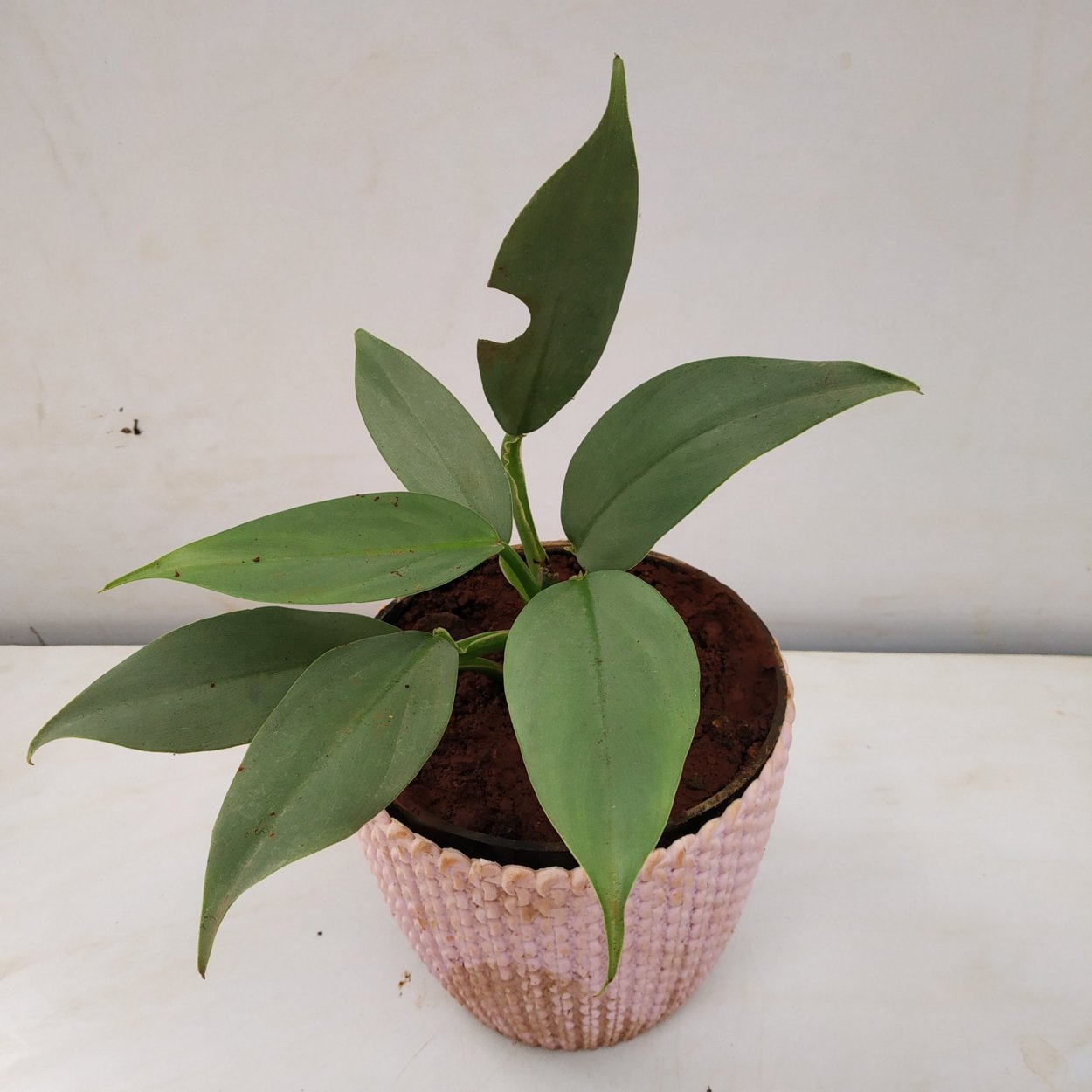 Филодендрон хастатум Сильвер Сворд