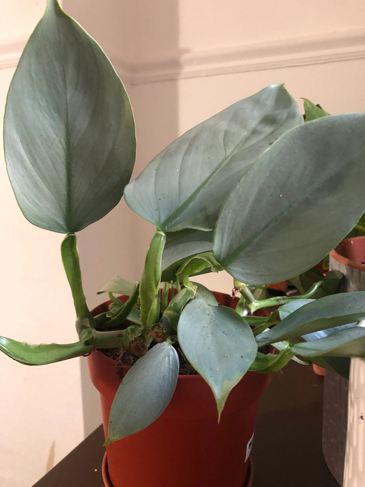 Филодендрон хастатум Сильвер