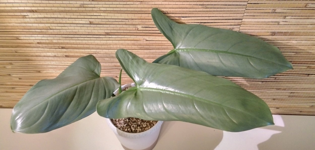 Филодендрон Сильвер Квин