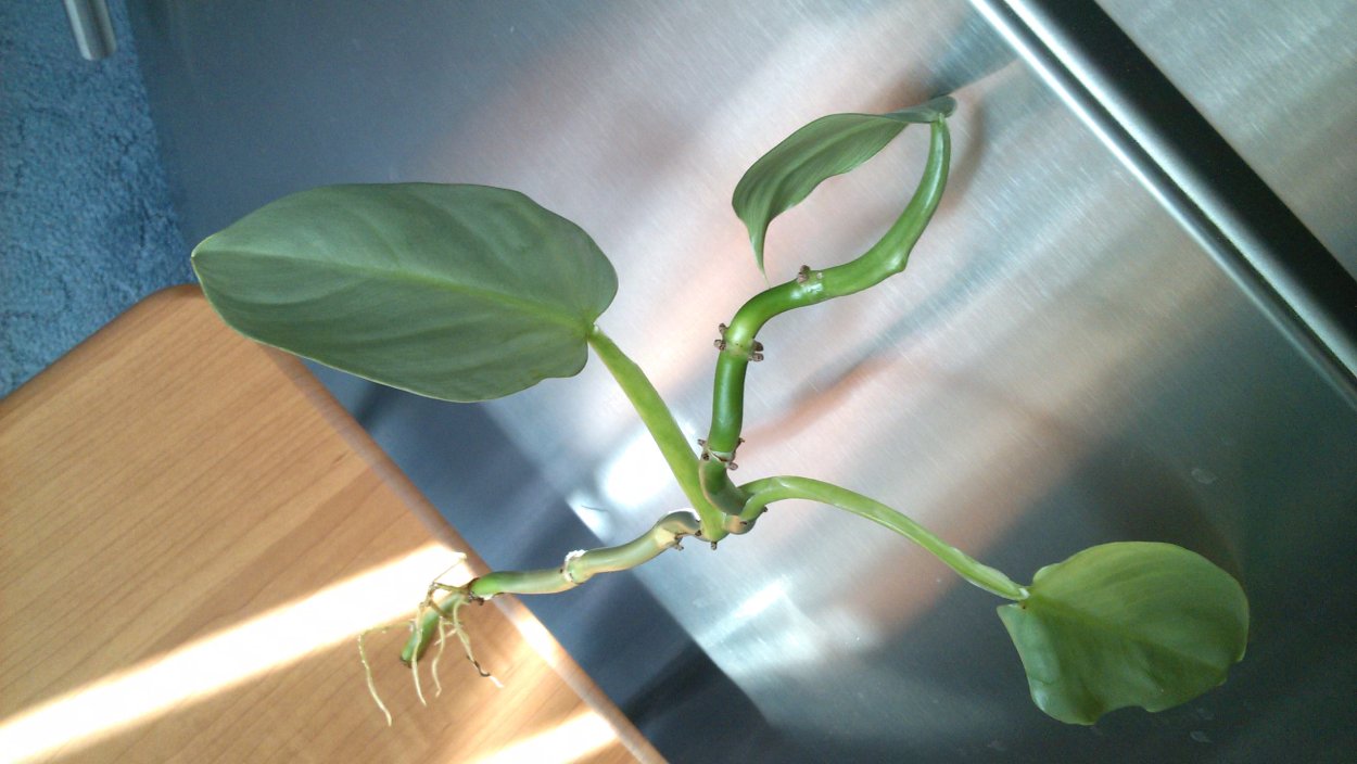 Филодендрон серебристый