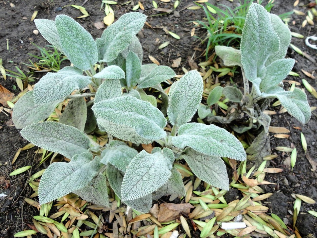 Stachys Lanata