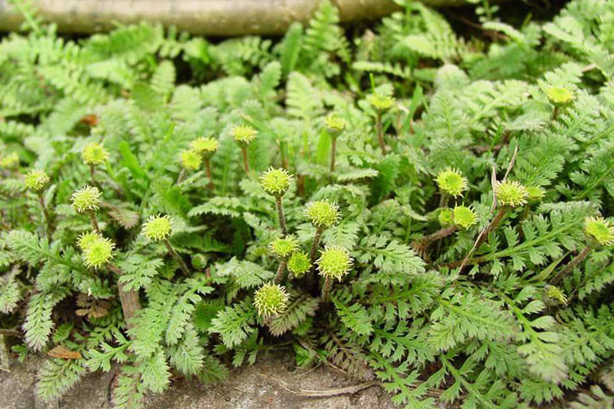 Лептинелла Котула