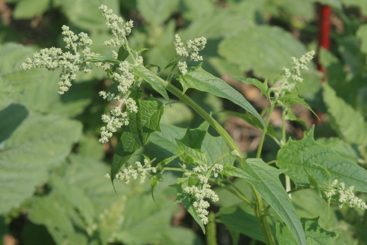 Марь (Chenopodium)