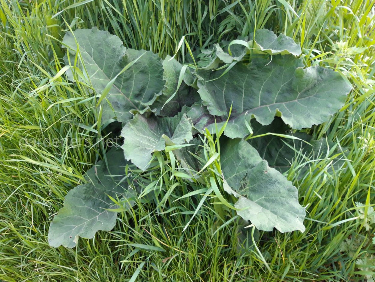 Горький лопух