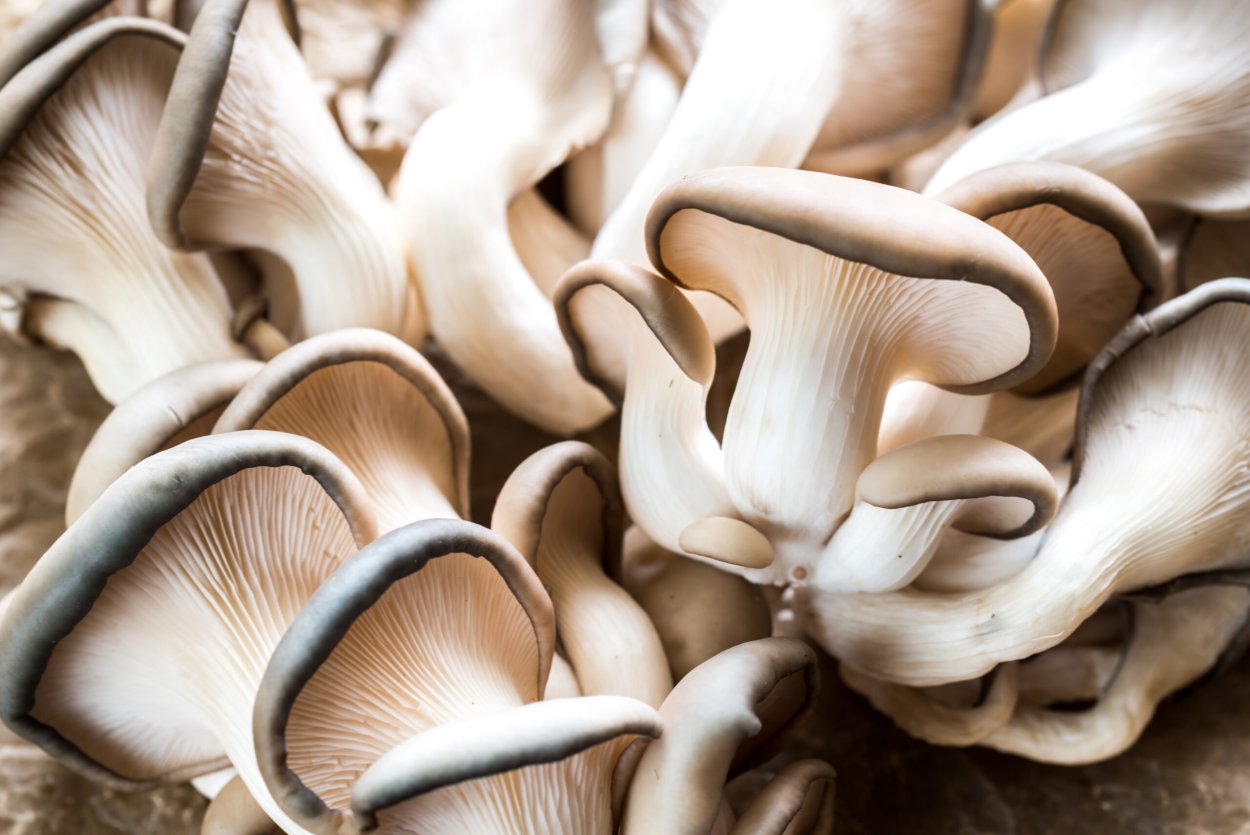 Oyster Mushroom